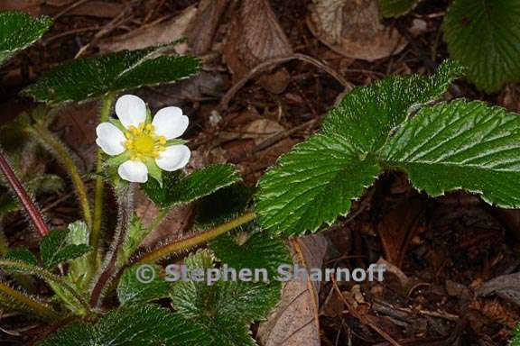 fragaria moupinensis 2 graphic